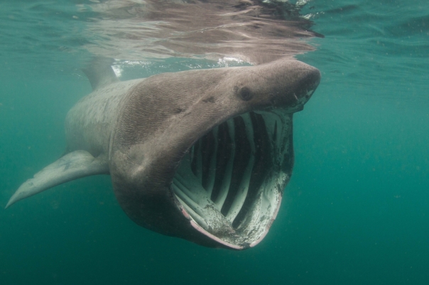 basking-shark