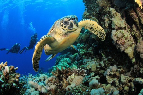 hawksbill-turtle-scuba-diving-e1458928920424