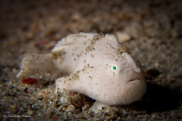 advice-to-underwater-videographer-chris-weber-frogfish