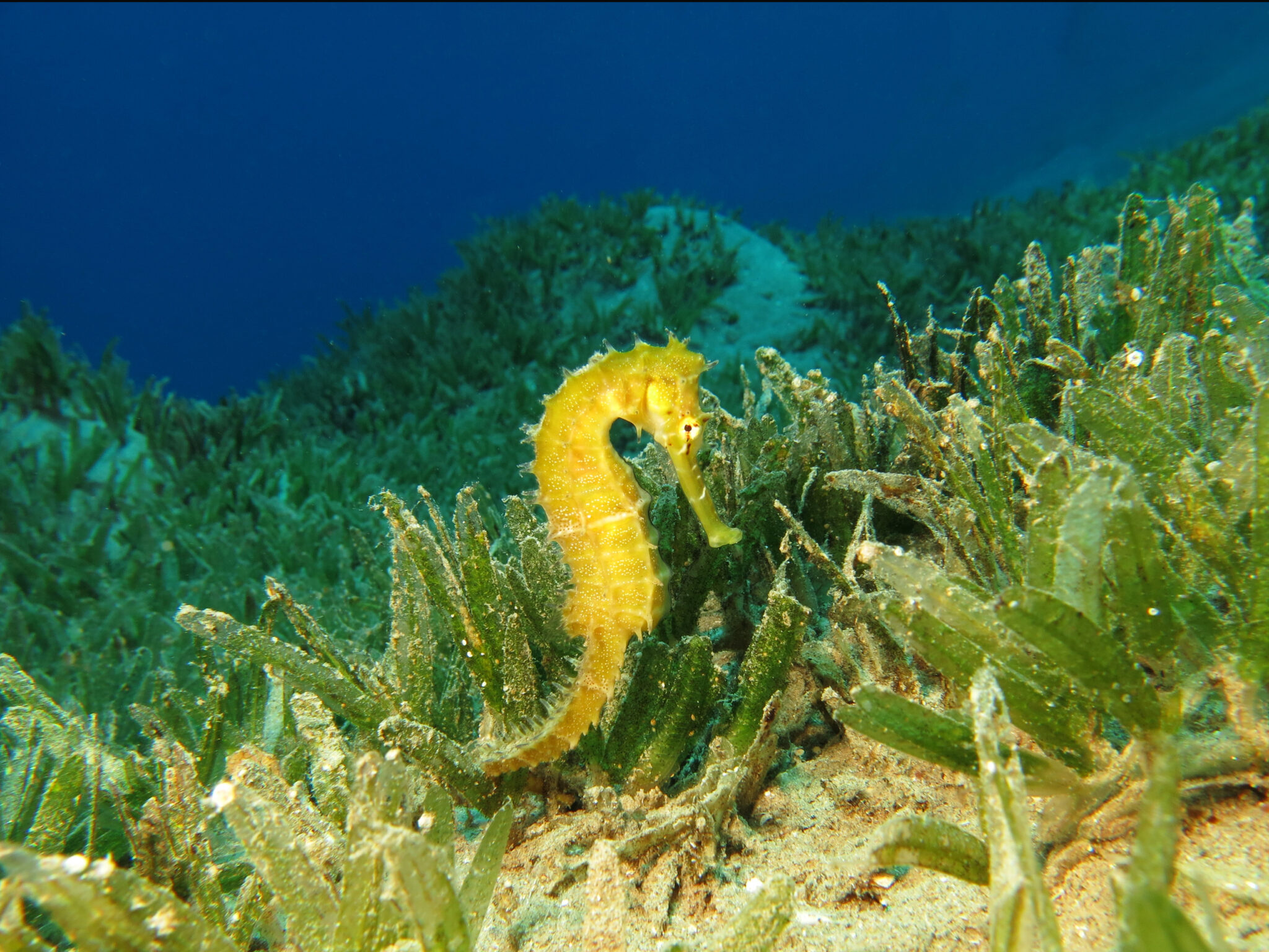 Habitat help. Морской конек красное море. Капский морской конек. Морская трава. Огромная гусеница в море Египет.